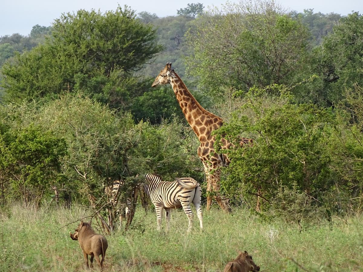 Emhosheni River Lodge Balule viltreservat Exteriör bild