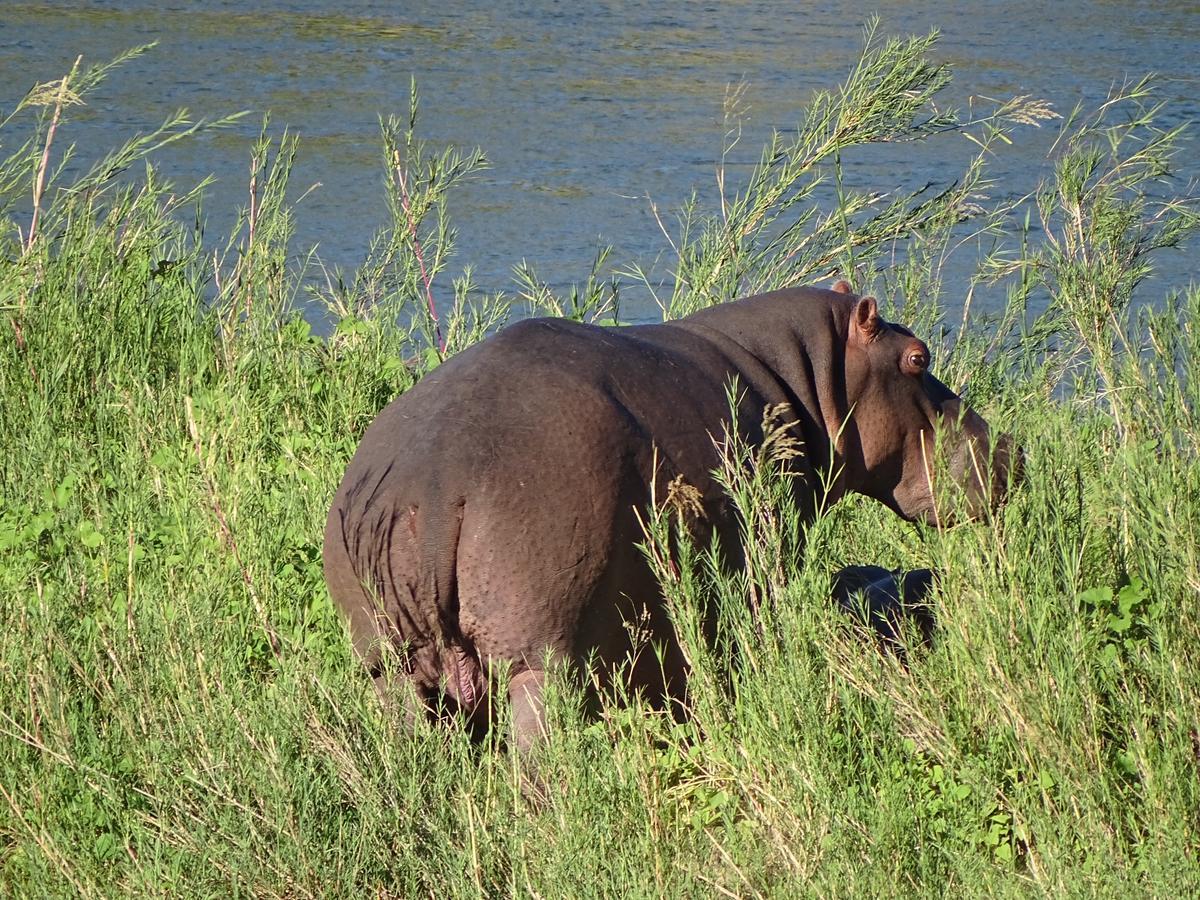 Emhosheni River Lodge Balule viltreservat Exteriör bild