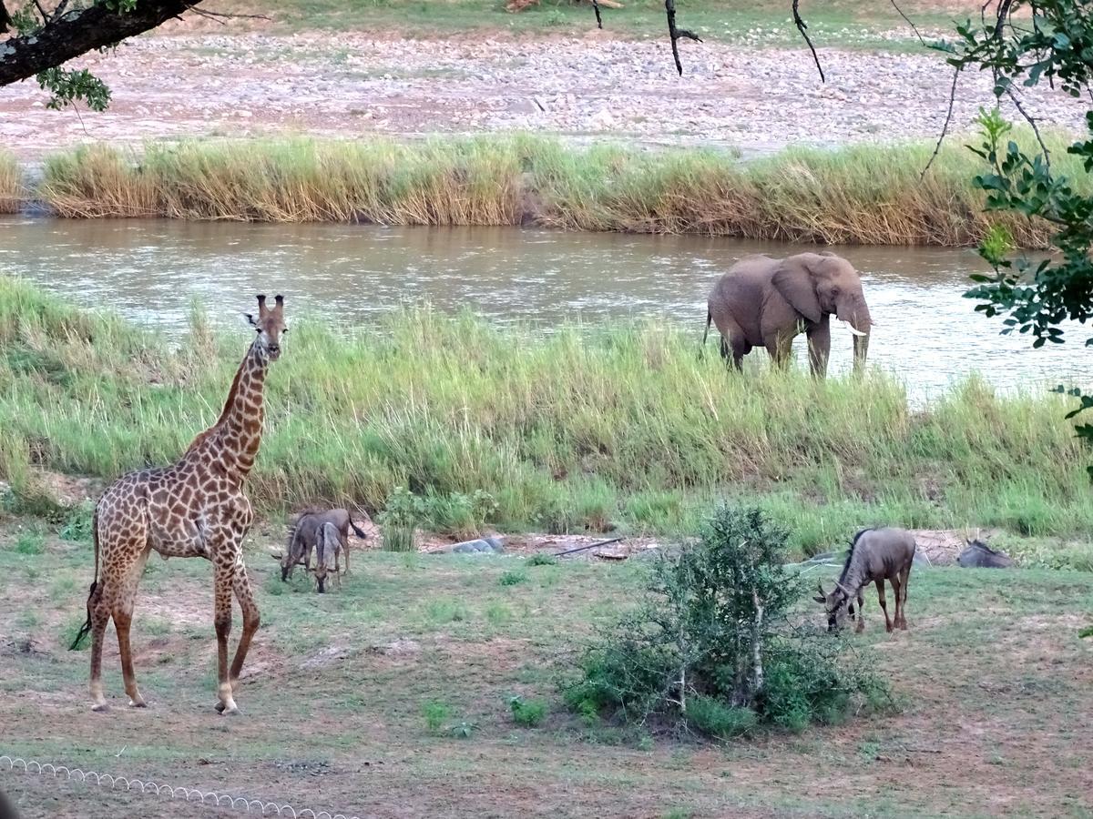 Emhosheni River Lodge Balule viltreservat Exteriör bild