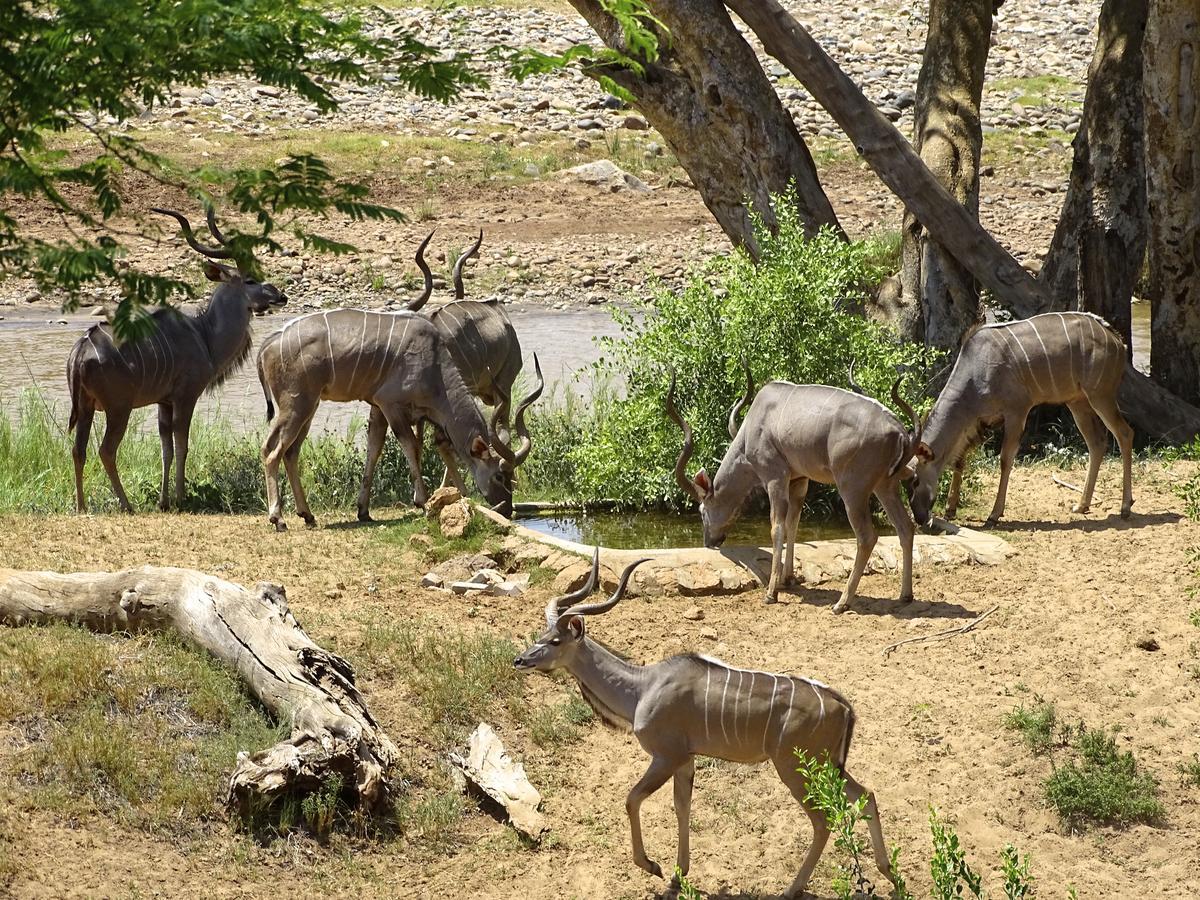 Emhosheni River Lodge Balule viltreservat Exteriör bild