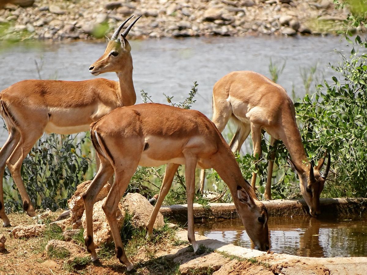 Emhosheni River Lodge Balule viltreservat Exteriör bild