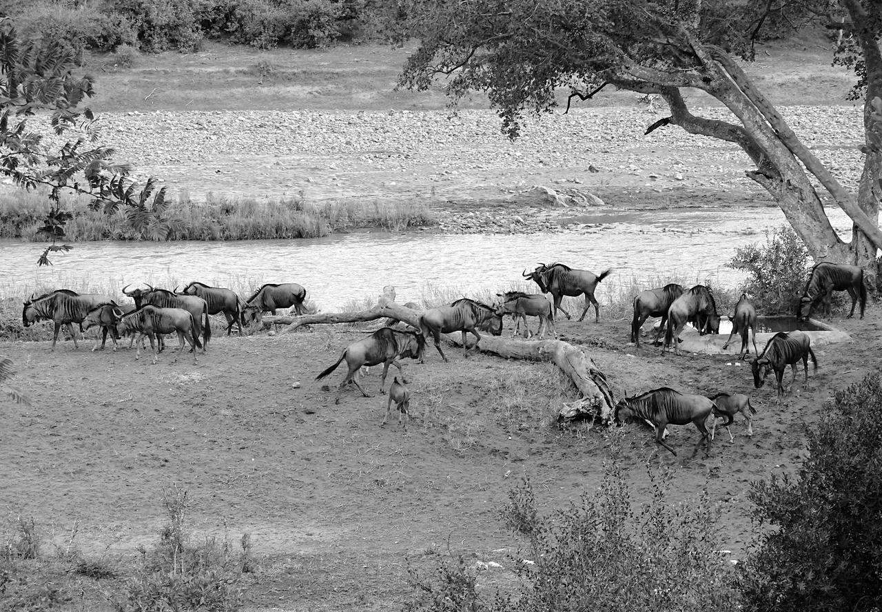 Emhosheni River Lodge Balule viltreservat Exteriör bild